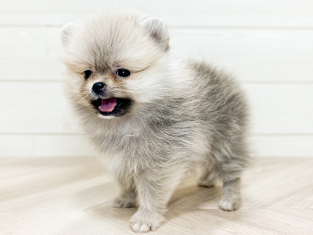 ポメラニアン 青山店 │ペッツファースト公式サイト