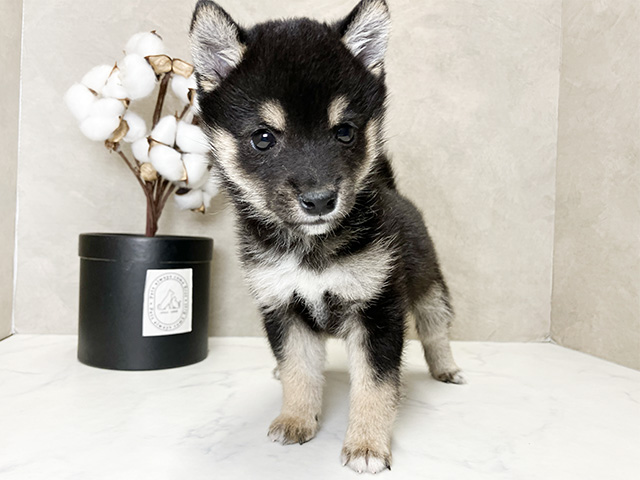 大阪府の豆柴 (ペッツファースト茶屋町店/2024年12月17日生まれ/男の子/黒)の子犬