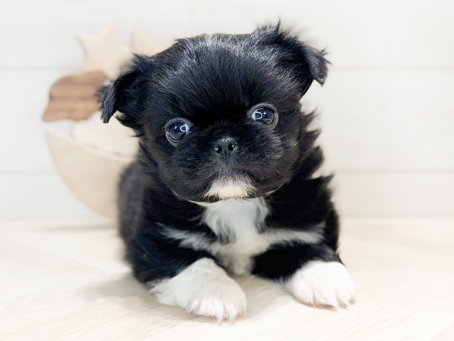 神奈川県のハーフ犬・ミックス犬 (ペッツファースト久里浜店/2024年12月17日生まれ/男の子/ブラックホワイト)の子犬