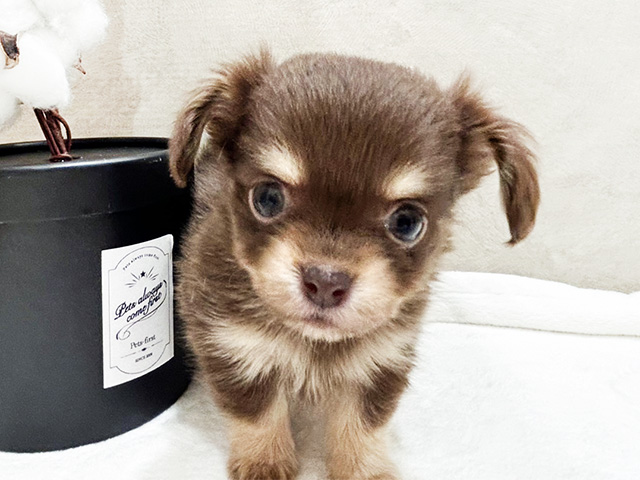 ミックス 難波店 │ペッツファースト公式サイト