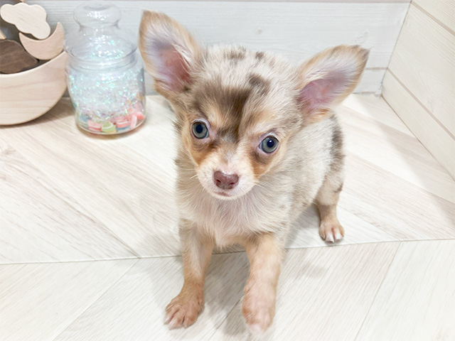 ミックス 広島府中店 │ペッツファースト公式サイト