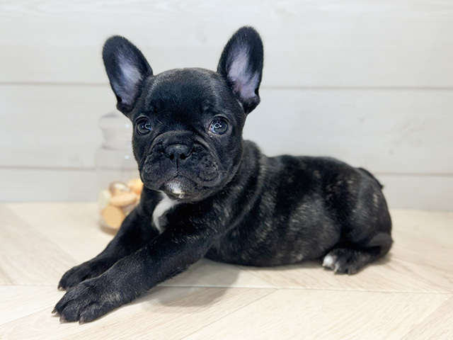 ゆき♥️  フレンチブルドッグ 確認画面♥️ ゆき♥️ フレンチブルドッグ 確認画面♥️ ゆき様 専用♥️ フレンチ