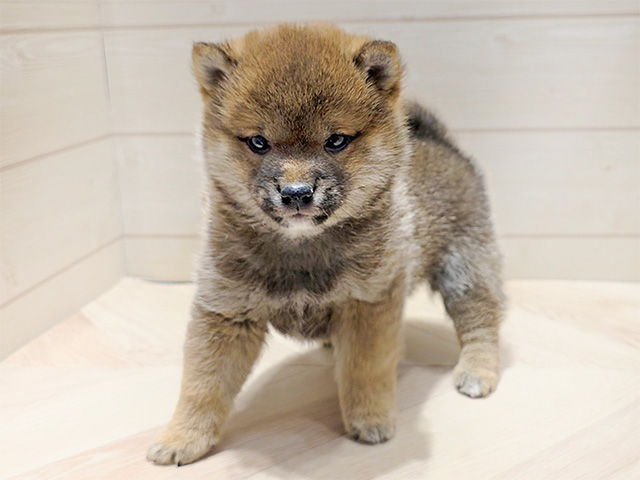 群馬県の豆柴 (ペッツファースト高崎店/2024年12月23日生まれ/男の子/赤)の子犬