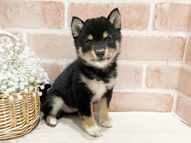 東京都の豆柴 (ペッツファースト町田店/2024年12月24日生まれ/女の子/黒)の子犬