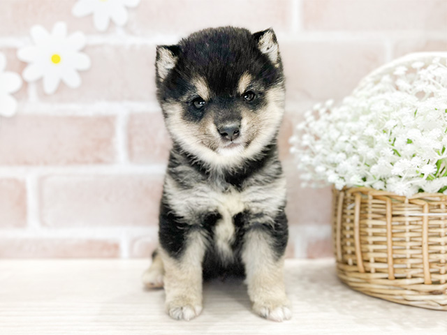 福岡県の豆柴 (ペッツファースト筑紫野店/2024年12月24日生まれ/男の子/黒)の子犬