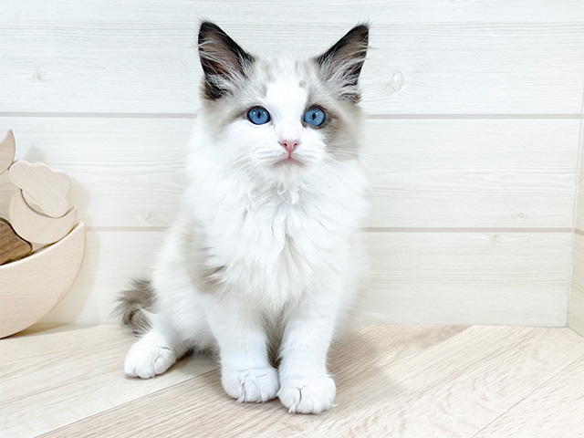 ラグドール ららぽーとTOKYO-BAY店 │ペッツファースト公式サイト