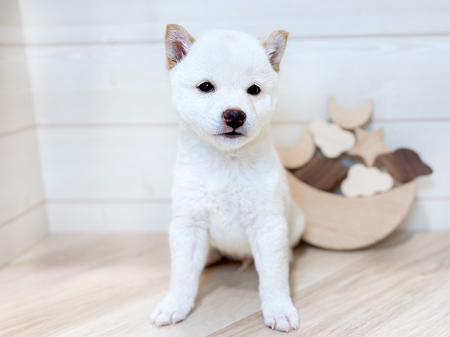 東京都の豆柴 (ペッツファースト吉祥寺本店/2024年12月31日生まれ/男の子/白)の子犬