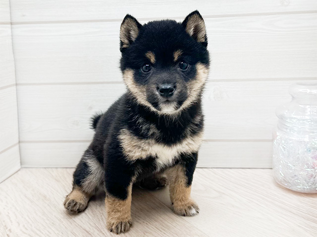 東京都の豆柴 (ペッツファースト渋谷店/2024年12月30日生まれ/男の子/黒)の子犬