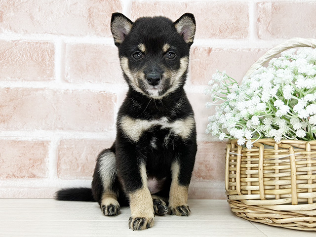 京都府の豆柴 (ペッツファースト京都店/2024年12月31日生まれ/男の子/黒)の子犬