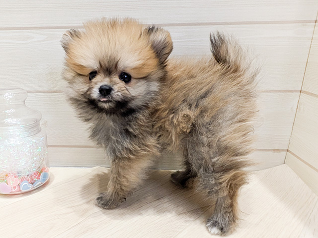 ☆受付☆ポメラニアン 楽天市場】JXK 099 1/6 ポメラニアン : 莫属フィギュア