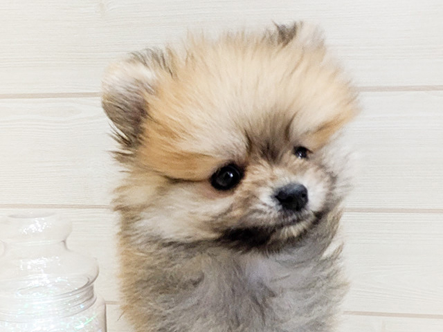 ポメラニアン 広島府中店 │ペッツファースト公式サイト