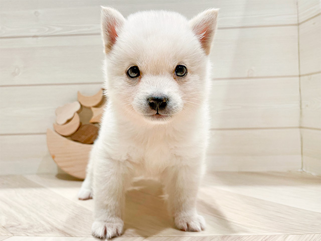 東京都の豆柴 (ペッツファースト豊洲店/2025年1月3日生まれ/男の子/白)の子犬