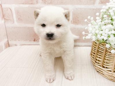 東京都の豆柴 (ペッツファースト池袋店/2024年12月12日生まれ/男の子/白)の子犬