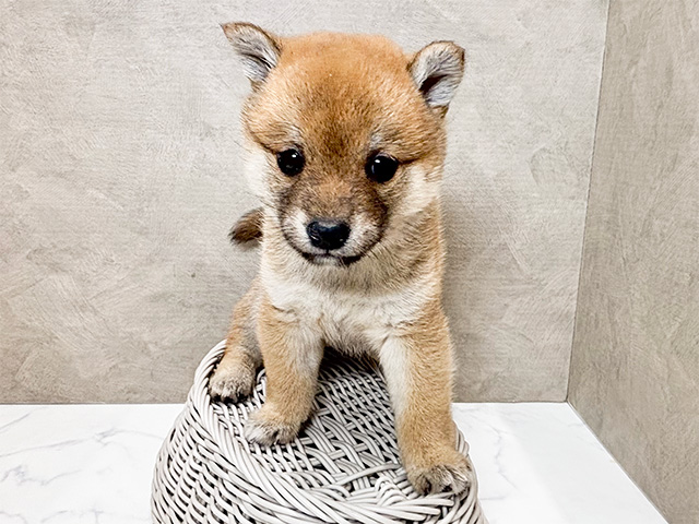 静岡県の豆柴 (ペッツファースト富士宮店/2025年1月5日生まれ/女の子/赤)の子犬