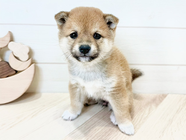 千葉県の豆柴 (ペッツファーストららぽーとTOKYO-BAY店/2025年1月5日生まれ/女の子/赤)の子犬