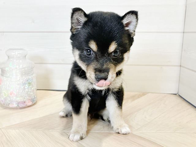 神奈川県の豆柴 (ペッツファースト川崎店/2024年12月31日生まれ/男の子/黒)の子犬