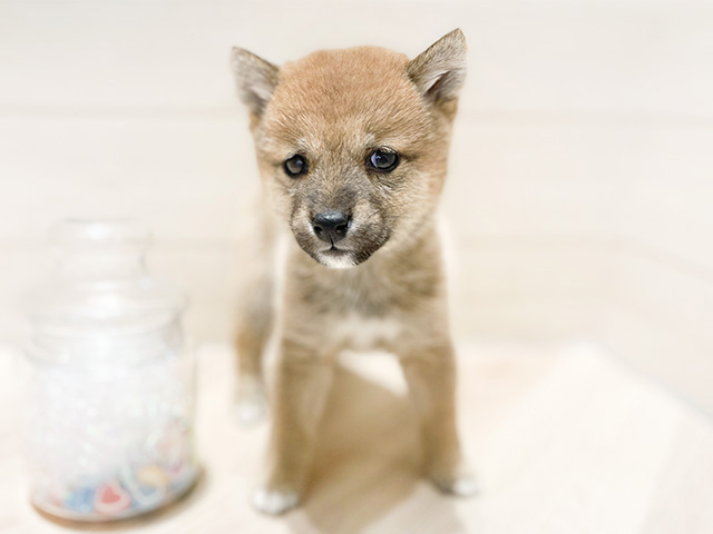 大阪府の豆柴 (ペッツファーストららぽーと門真店/2025年1月5日生まれ/男の子/赤)の子犬