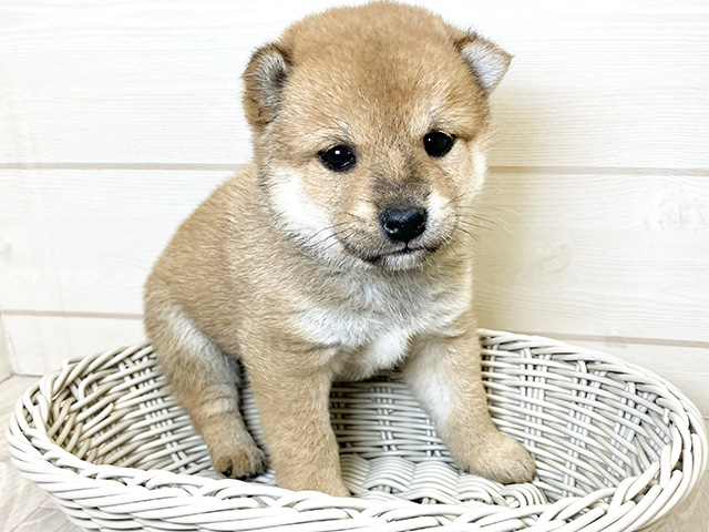 愛知県の豆柴 (ペッツファースト大高店/2025年1月7日生まれ/女の子/赤)の子犬