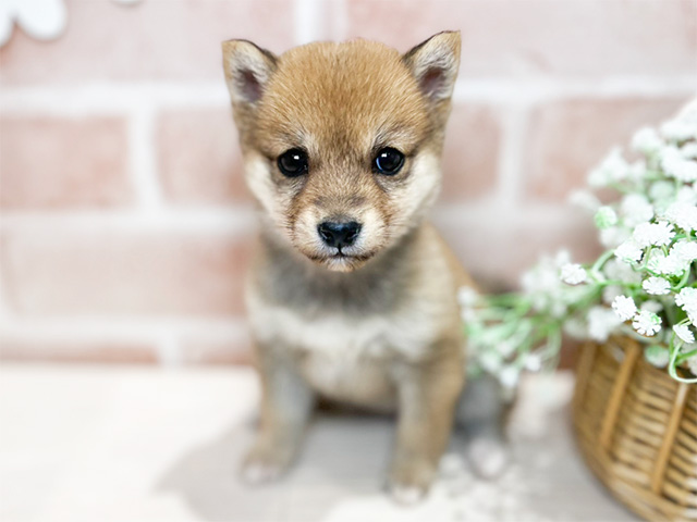 岡山県の豆柴 (ペッツファースト倉敷店/2025年1月7日生まれ/女の子/赤)の子犬