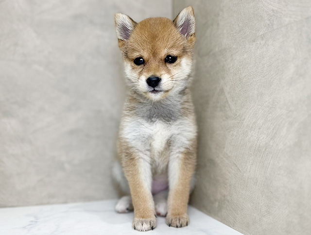 福岡県の豆柴 (ペッツファースト福津店/2025年1月7日生まれ/女の子/赤)の子犬