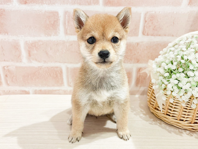 東京都の豆柴 (ペッツファースト自由が丘店/2025年1月7日生まれ/女の子/赤)の子犬