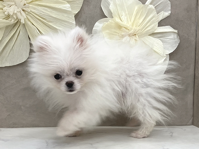 神奈川県のポメラニアン (ペッツファースト久里浜店/2025年1月13日生まれ/男の子/クリーム)の子犬の2枚目の画像