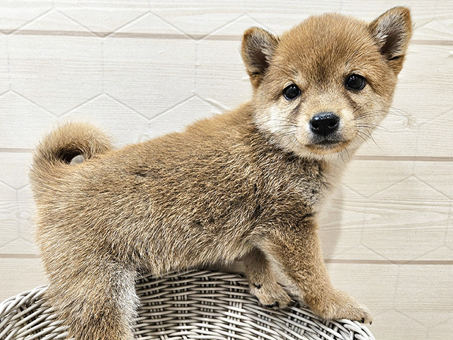 豆柴 レイクタウン店 │ペッツファースト公式サイト