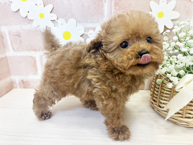 トイプードル 鹿児島店 │ペッツファースト公式サイト