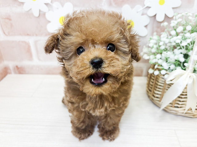 トイプードル 鹿児島店 │ペッツファースト公式サイト