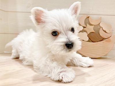 豊洲店 │ペッツファースト公式サイト