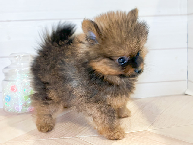 ポメラニアン 川崎店 │ペッツファースト公式サイト