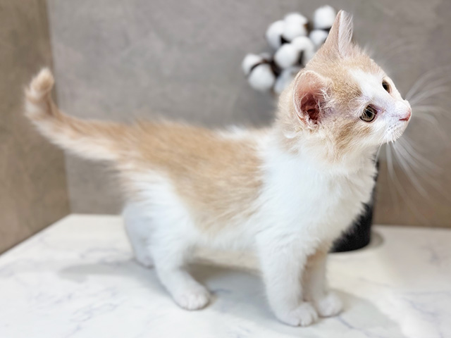 ノルウェージャンフォレストキャット ららぽーと立川立飛店 │ペッツ