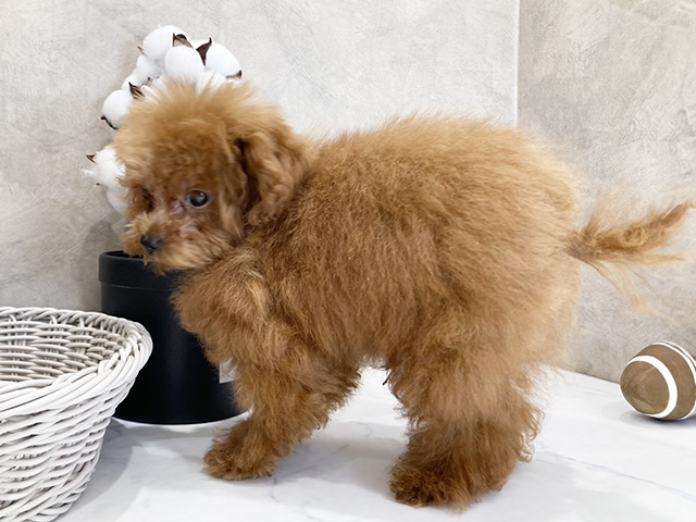 東京都のタイニープードル (ペッツファースト晴海店/2025年2月5日生まれ/男の子/レッド)の子犬の2枚目の画像
