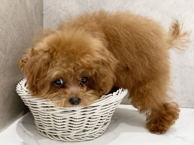 東京都のタイニープードル (ペッツファースト晴海店/2025年2月5日生まれ/男の子/レッド)の子犬の3枚目の画像