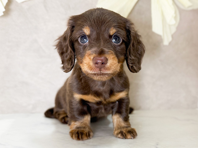 ミニチュアダックスフンド(ブラウン(茶)系)の子犬を価格や特徴で