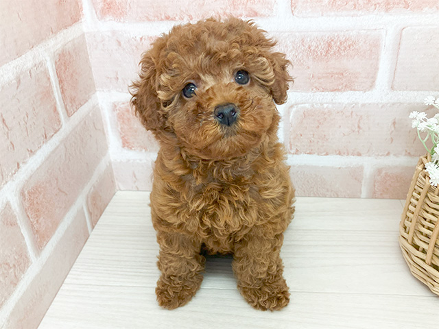 埼玉県のトイプードル(トイ) (ペッツファースト入間店/2025年2月17日生まれ/女の子/レッド)の子犬