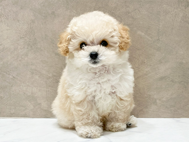 トイプードル(ティーカップ), 性別 男の子, 誕生日 2025/02/17, 毛色 シャンパン, 出身 香川県, 店舗 晴海店(東京都), お問い合わせ番号 2560228