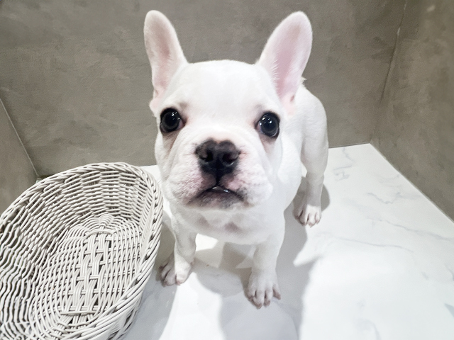 秋田県のフレンチブルドッグ (ペッツファースト秋田店/2025年2月19日生まれ/女の子/クリーム)の子犬