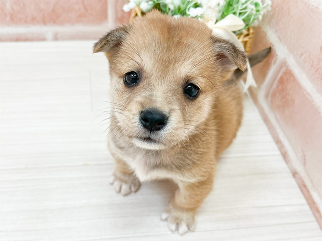 福岡県のハーフ犬・ミックス犬 (ペッツファースト福津店/2025年2月17日生まれ/男の子/赤)の子犬
