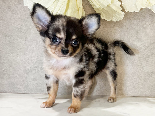 チワワ 神戸三宮センター街店 │ペッツファースト公式サイト