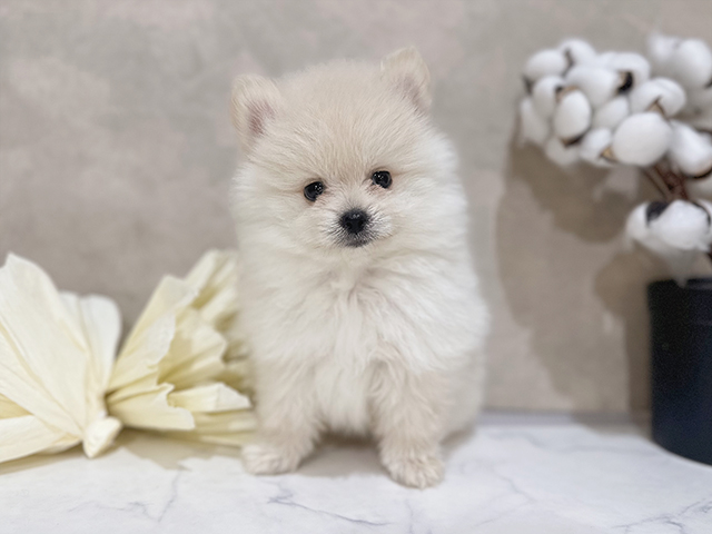 東京都のポメラニアン (ペッツファースト中野店/2025年2月19日生まれ/男の子/クリーム)の子犬