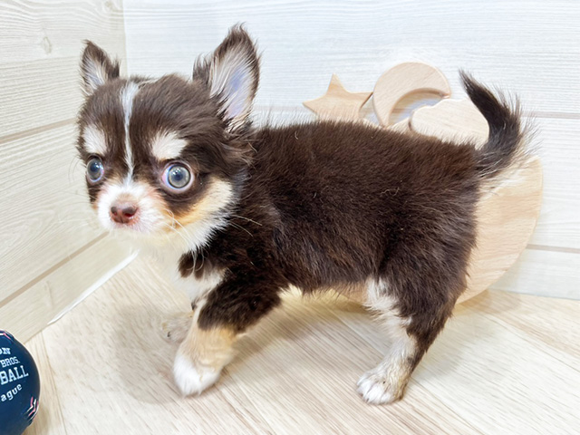 チワワ 広島府中店 │ペッツファースト公式サイト