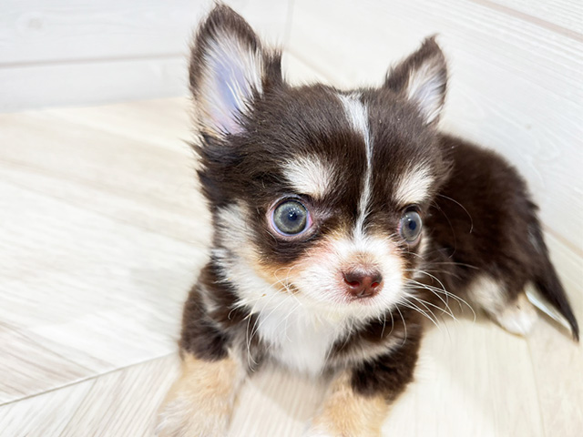 チワワ 広島府中店 │ペッツファースト公式サイト