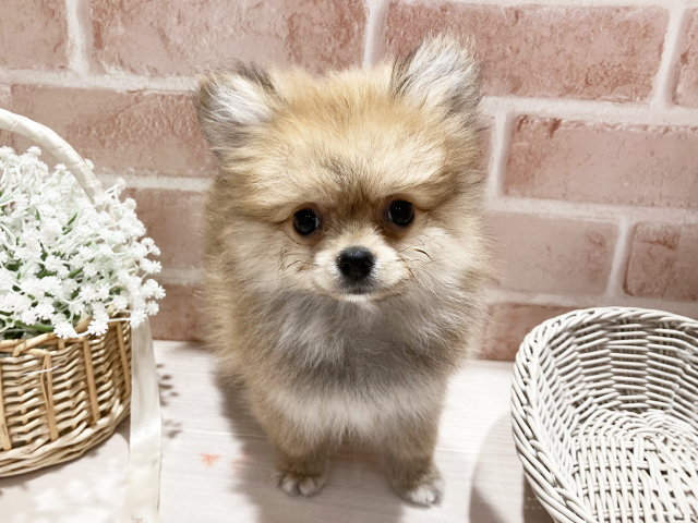 東京都のポメラニアン (ペッツファースト町田店/2025年2月20日生まれ/男の子/クリームセーブル)の子犬