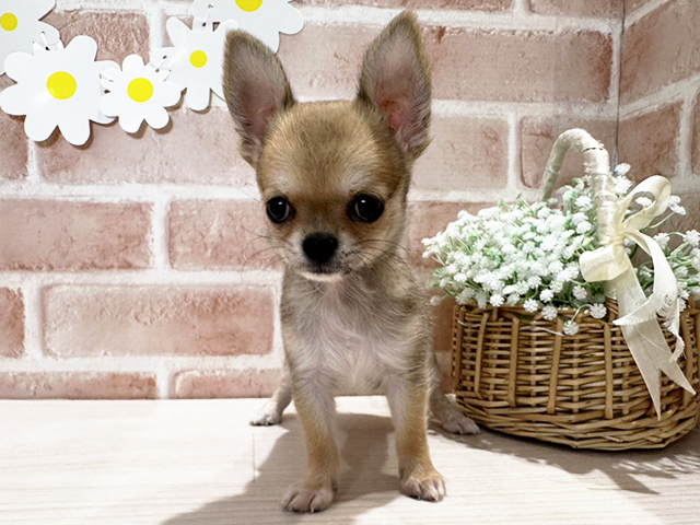 岡山県のチワワ(ロング) (ペッツファースト倉敷店/2025年2月21日生まれ/女の子/フォーン)の子犬