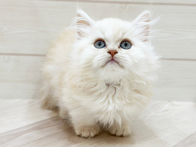 福岡県のミヌエット (ペッツファーストfor cats福岡天神店/2025年2月20日生まれ/男の子/クリームタビー)の子猫