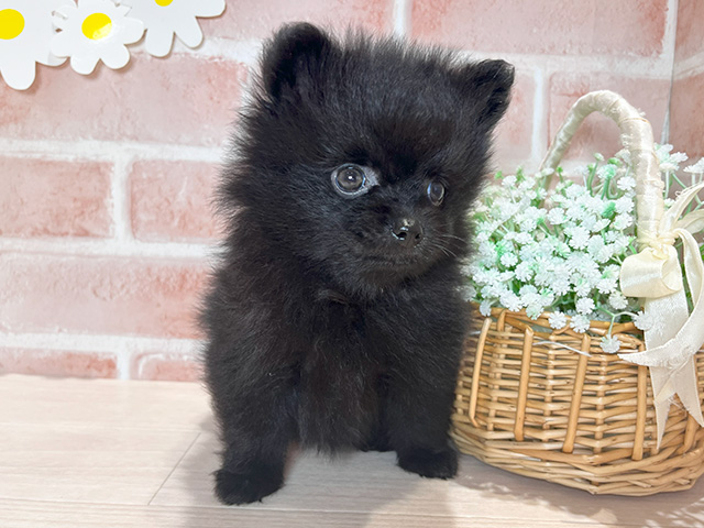 岡山県のポメラニアン (ペッツファースト倉敷店/2025年2月20日生まれ/男の子/ブラック)の子犬