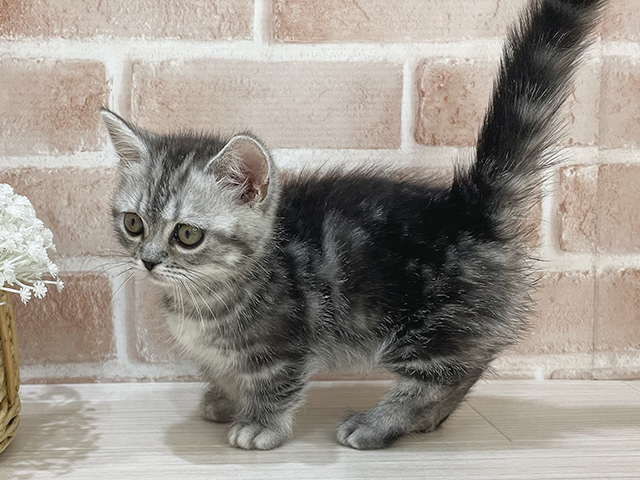 マンチカン for cats横浜元町店 │ペッツファースト公式サイト