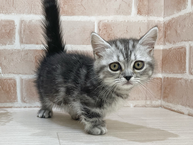 ベージュに白の猫を探しています しっぽは短めでギザギザのカギ