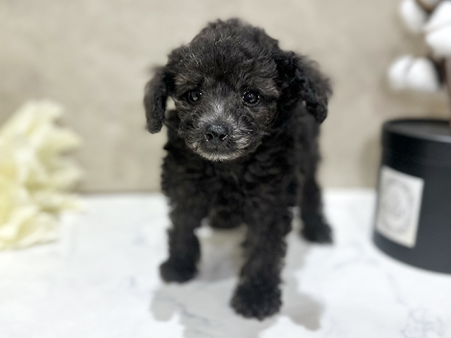 東京都のタイニープードル (ペッツファースト中野店/2025年2月24日生まれ/男の子/シルバー)の子犬